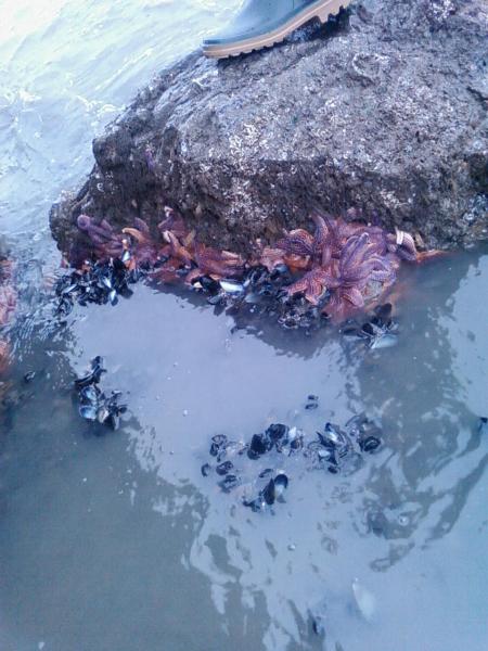 la p�che aux moules