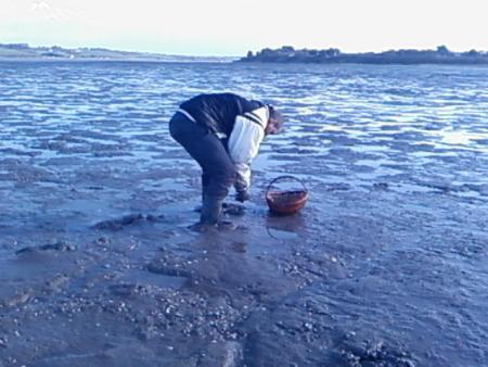 la p�che aux palourdes