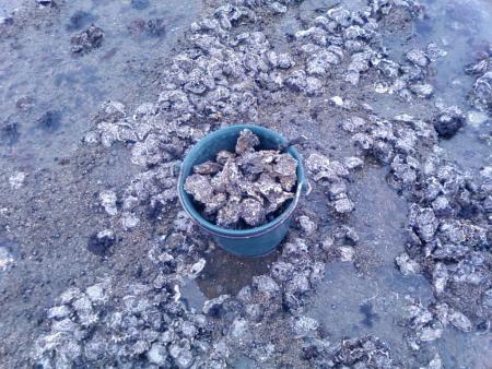 la p�che aux huitres